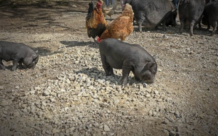 5 Animals to Raise for Emergency Food