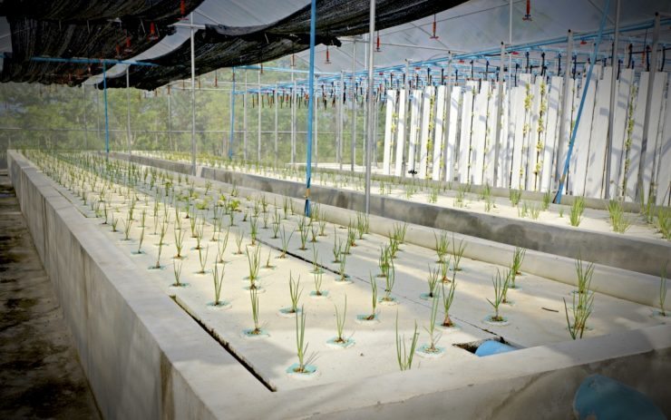 Introduction to Aquaponics