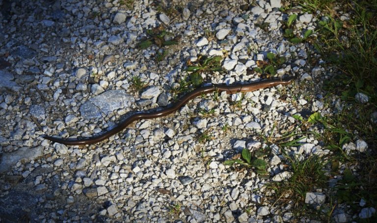 Treating a Snake Bite