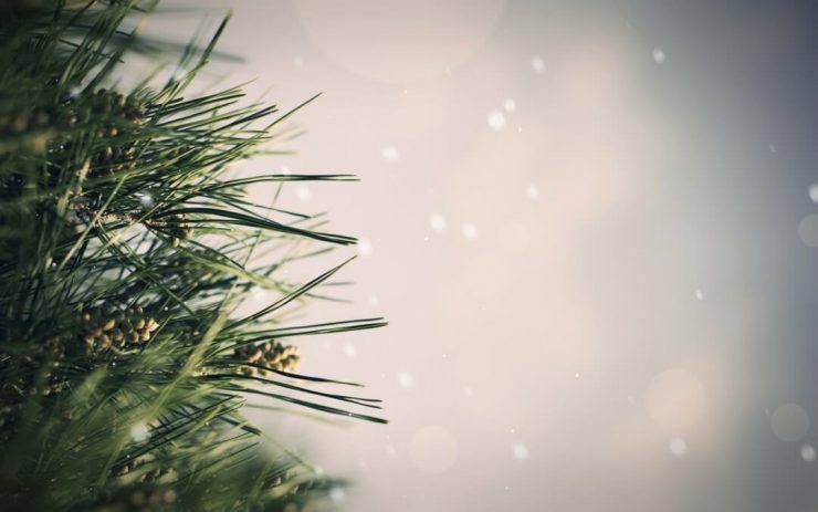 14 Ways Pine Trees Can Save Your Life After SHTF