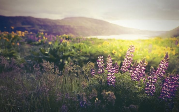 13 Flowers in the Wild that Can Save Your Life